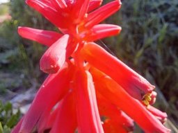 Lachenalia bulbifera protruding anthers